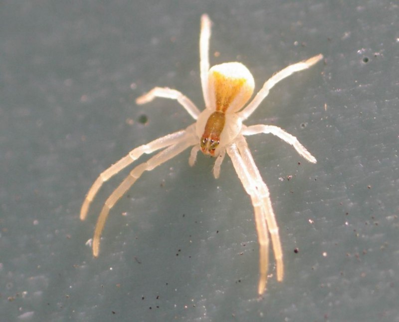 Latrodectus variolus