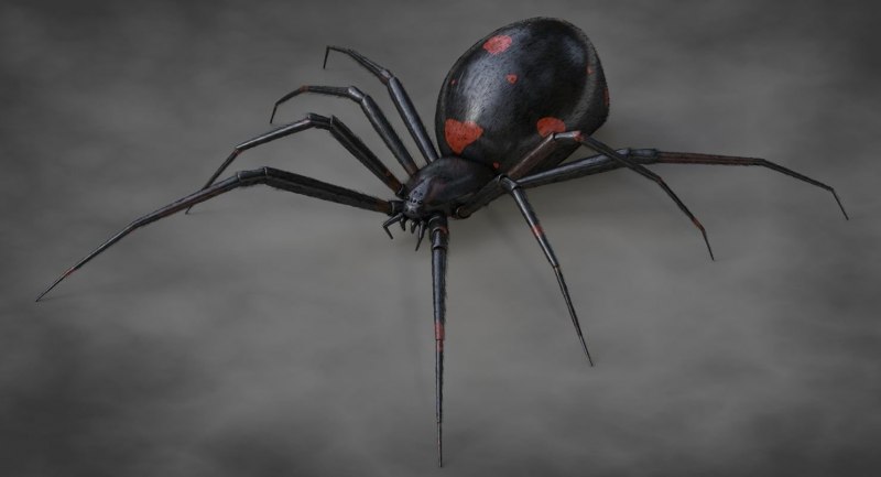 Белый Каракурт Latrodectus pallidus