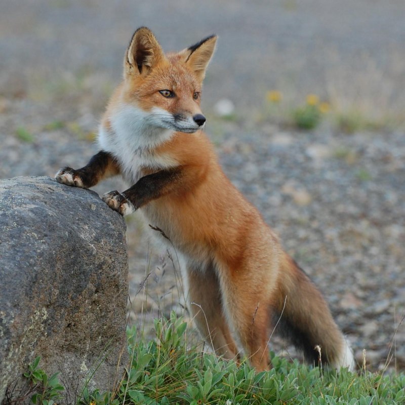 Лисица (Vulpes Vulpes)