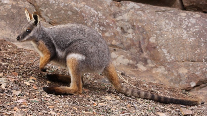 Macropus rufogriseus