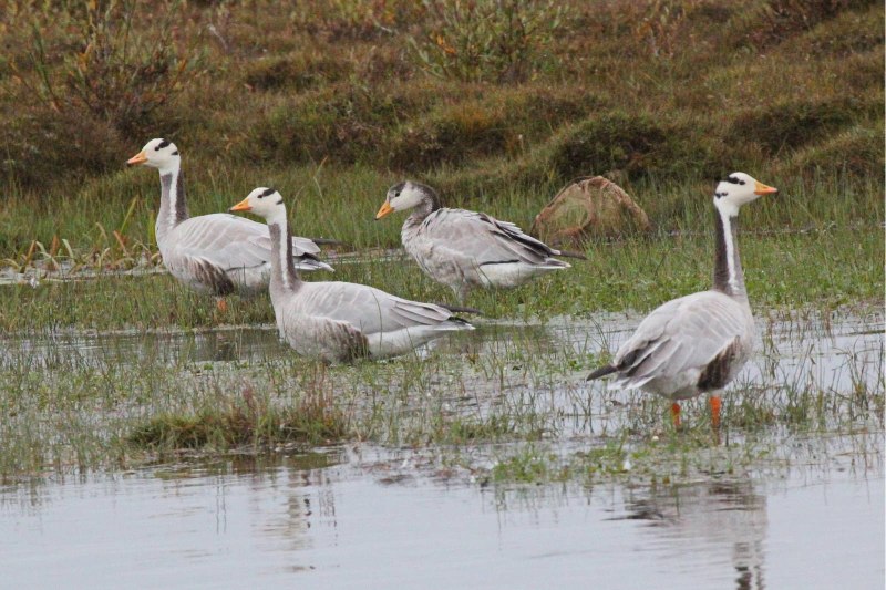 Bar-headed Goose