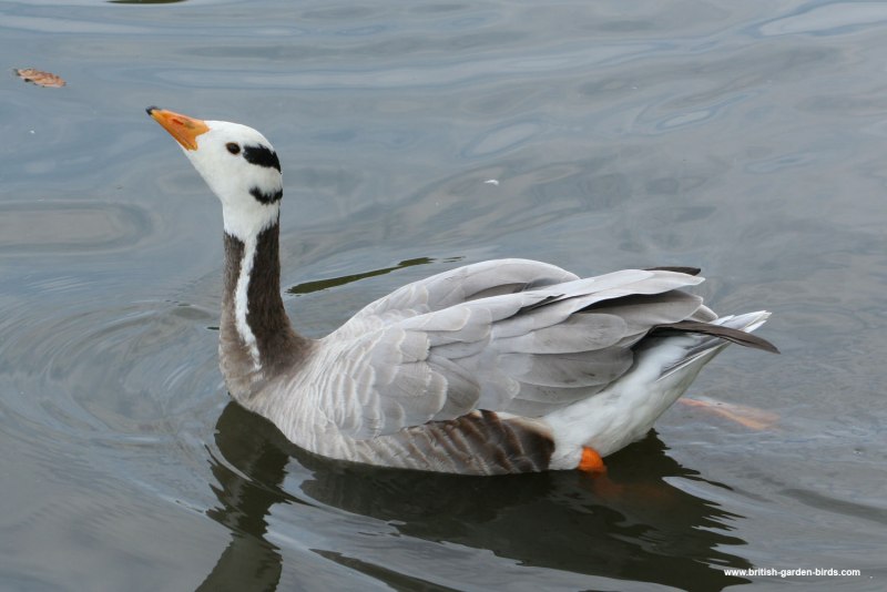 Bar-headed Goose