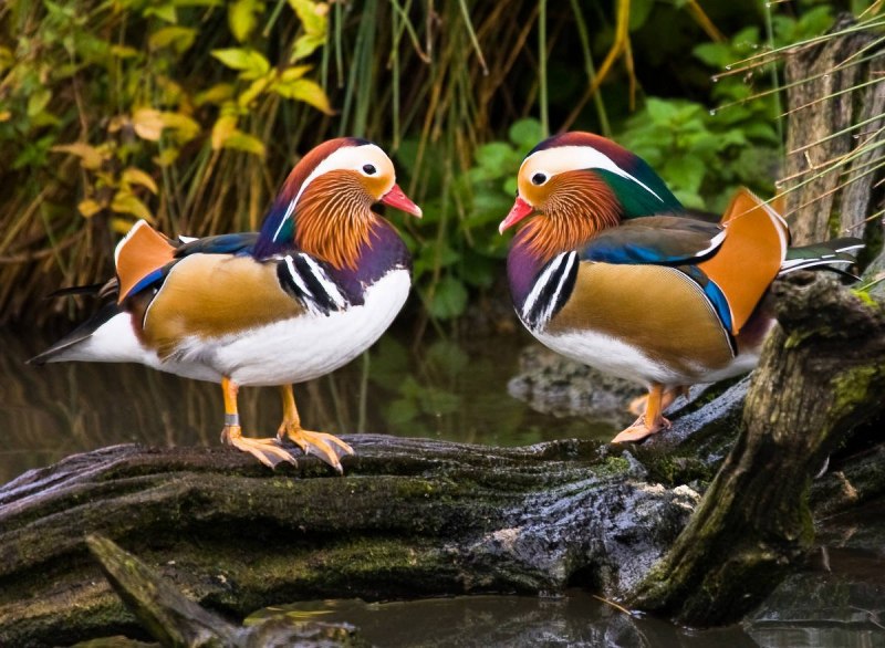 «Утка Мандаринка (Aix galericulata