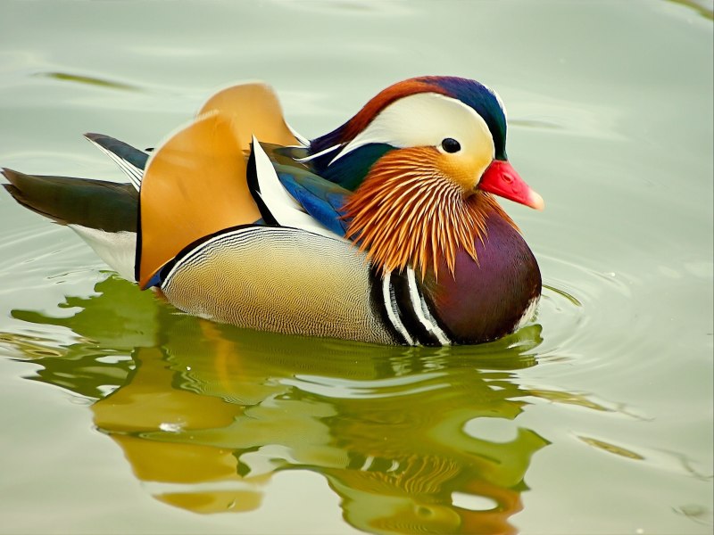 «Утка Мандаринка (Aix galericulata