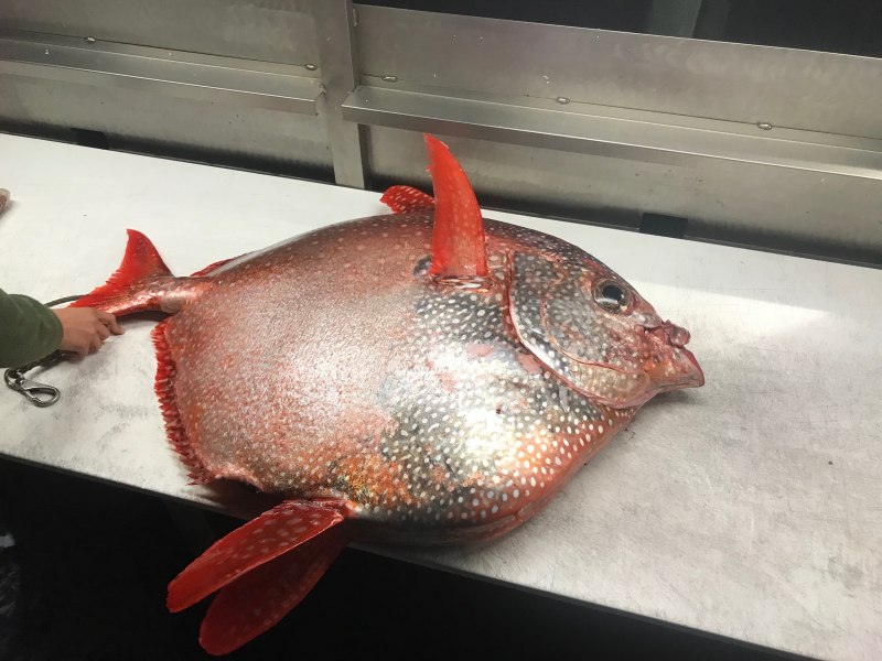 Moonfish рыба