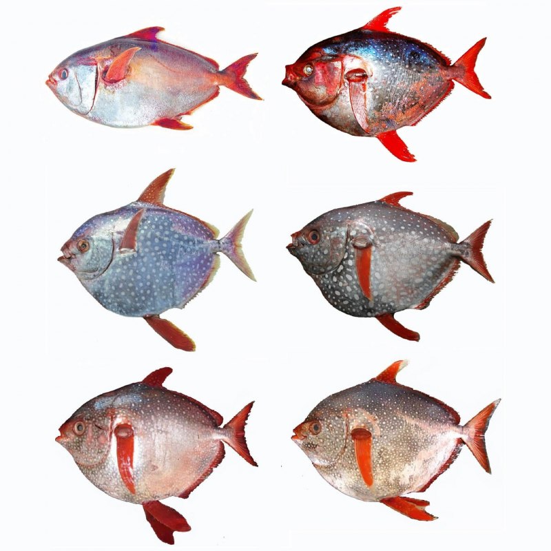 Lepomis gibbosus