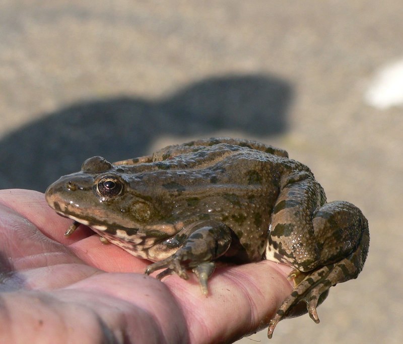 Pelophylax лягушка