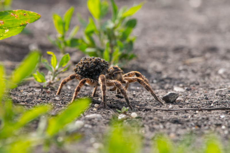 Тарантул Южнорусский Lycosa singoriensis