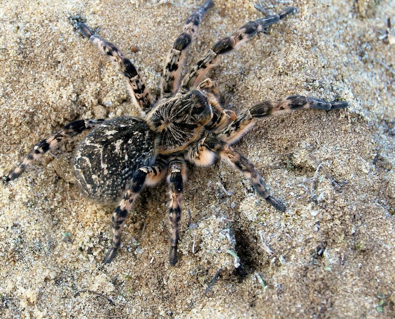 Пауки волки – Lycosidae