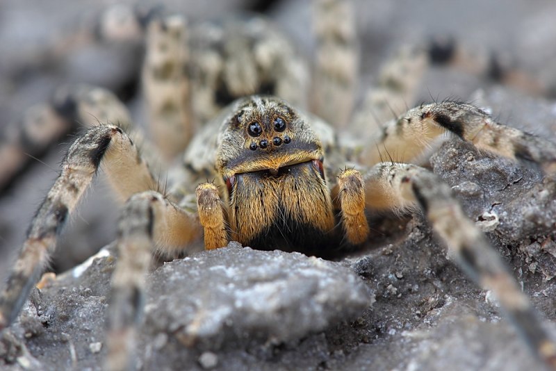 Тарантул Lycosa singoriensis