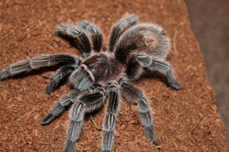 Wolf Spider Lycosa Tarantula
