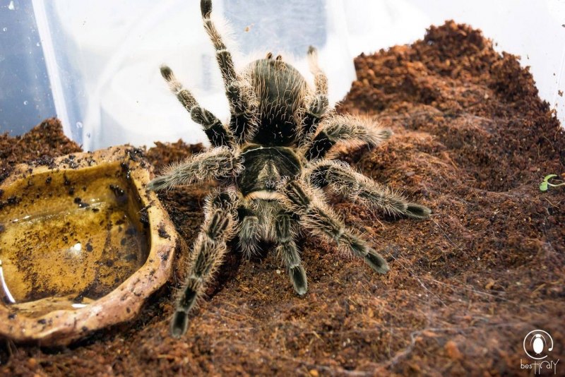 Lycosa singoriensis Тарантул Тарантул