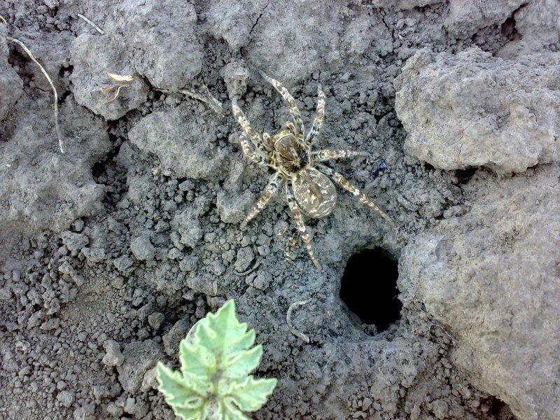 Grammostola aureostriata