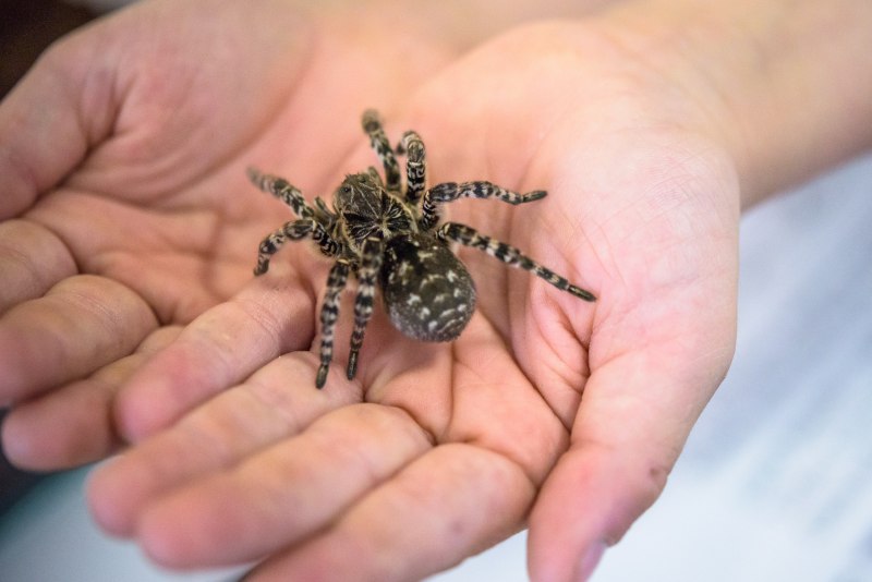 Тарантул Южнорусский Lycosa singoriensis