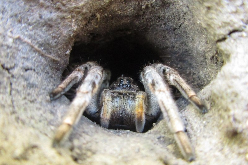 Lycosa Narbonensis