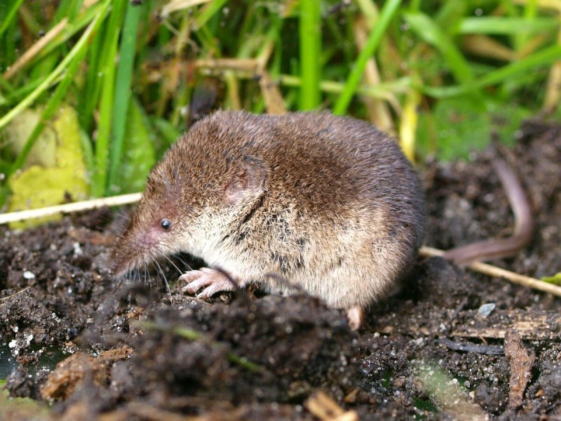 Кротовая мышь (70 фото)