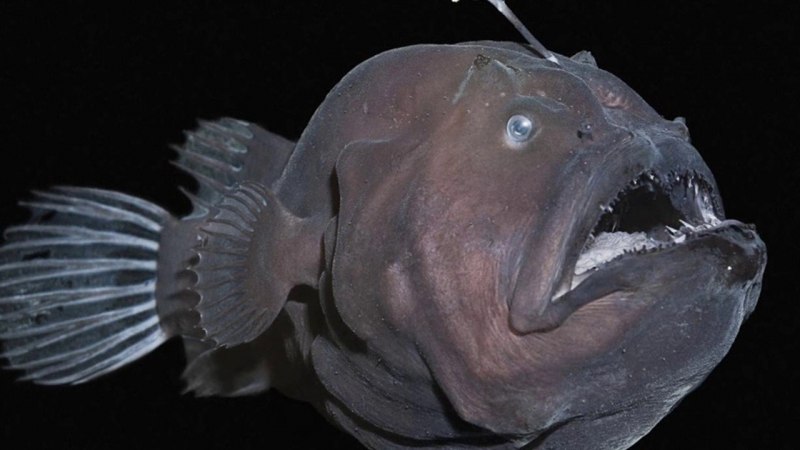 Морской чёрт удильщик