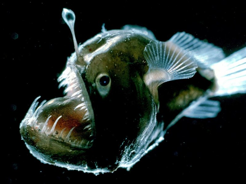 Глубинная морская рыба (70 фото)