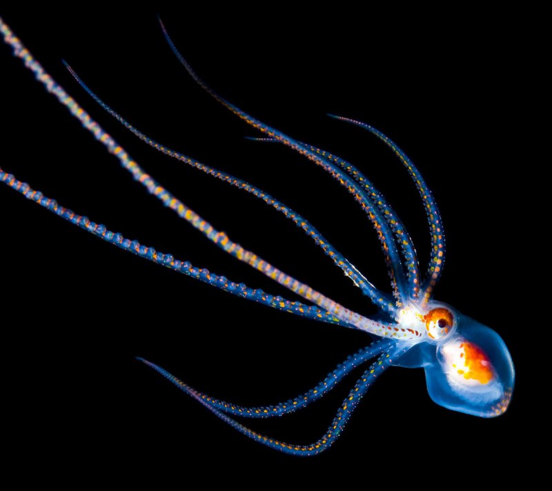 Глубоководные Осьминоги Cirrina