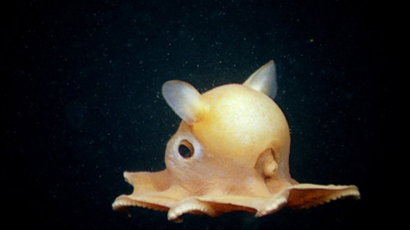 Биолюминесцентный осьминог / stauroteuthis syrtensis