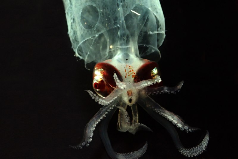 Sepioteuthis lessoniana