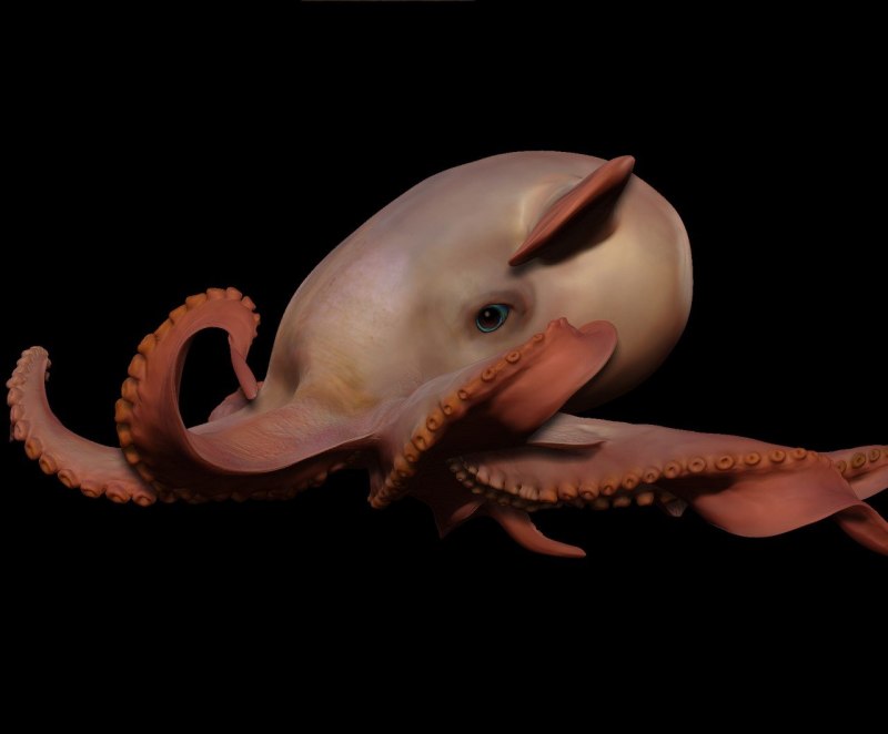 Глубоководный осьминог (57 фото)
