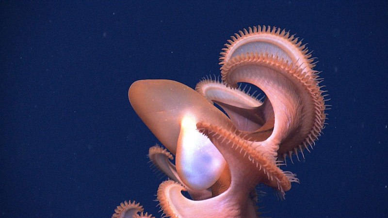 Дамбо морской обитатель