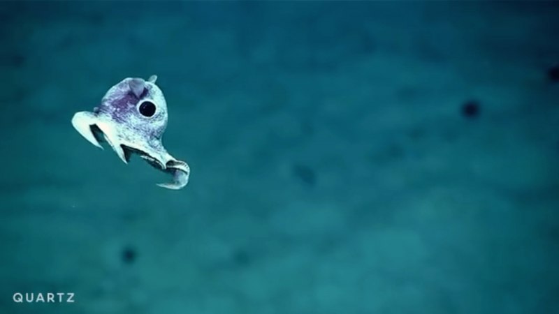 Дальневосточный морской заповедник гигантский осьминог