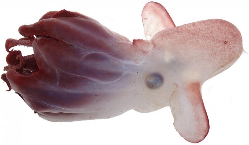 Sepioteuthis lessoniana