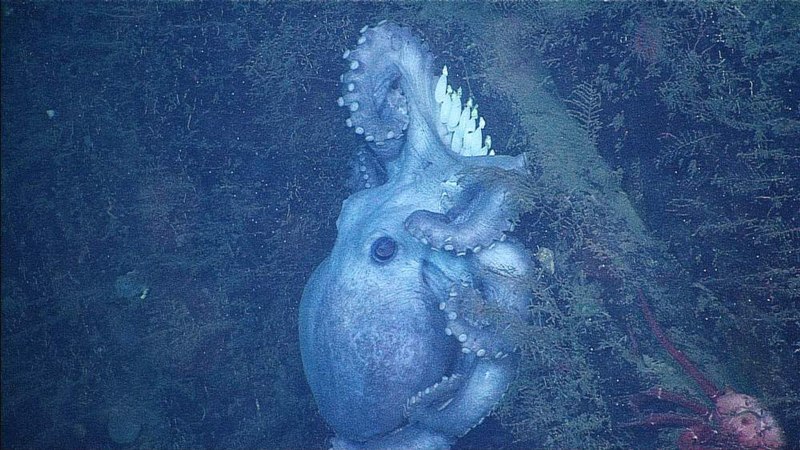 Адский вампир (Vampyroteuthis infernalis)