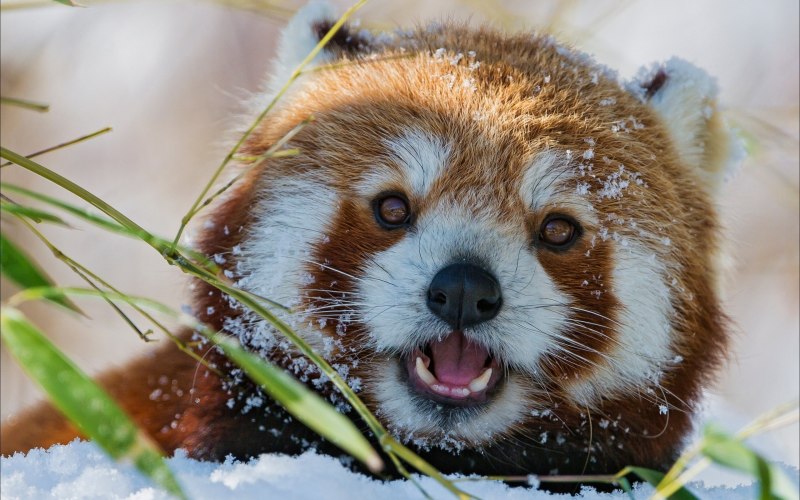 Малая Панда (Ailurus Fulgens