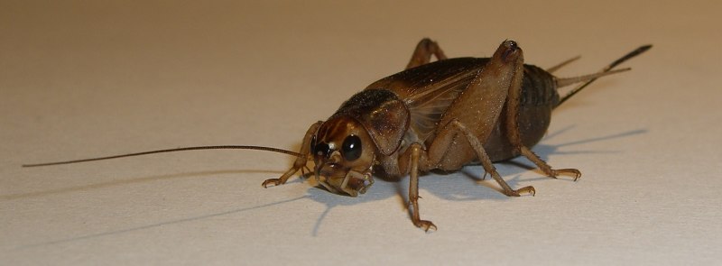 Банановый сверчок (Gryllus assimilis)