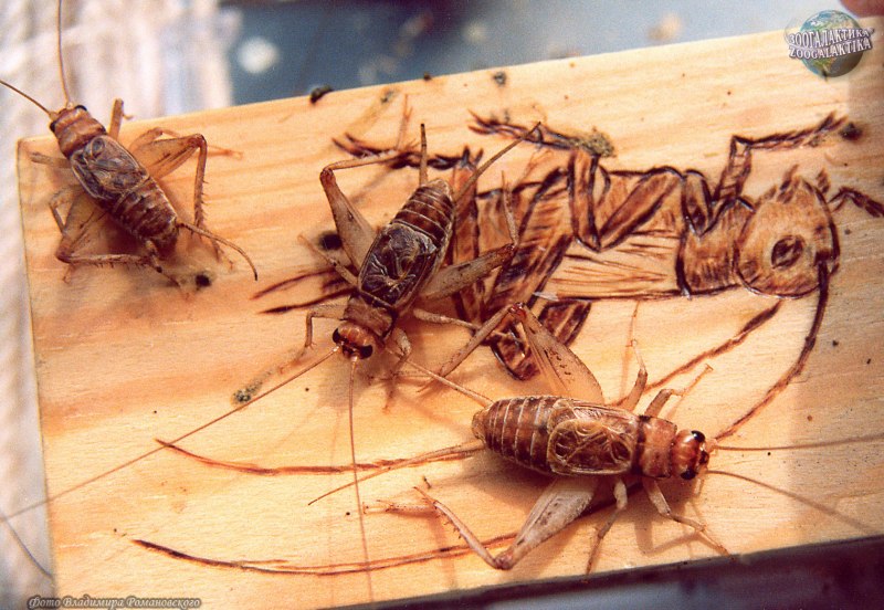 Семейство сверчки — Gryllidae