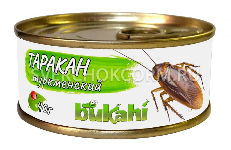 Сверчок на прозрачном фоне
