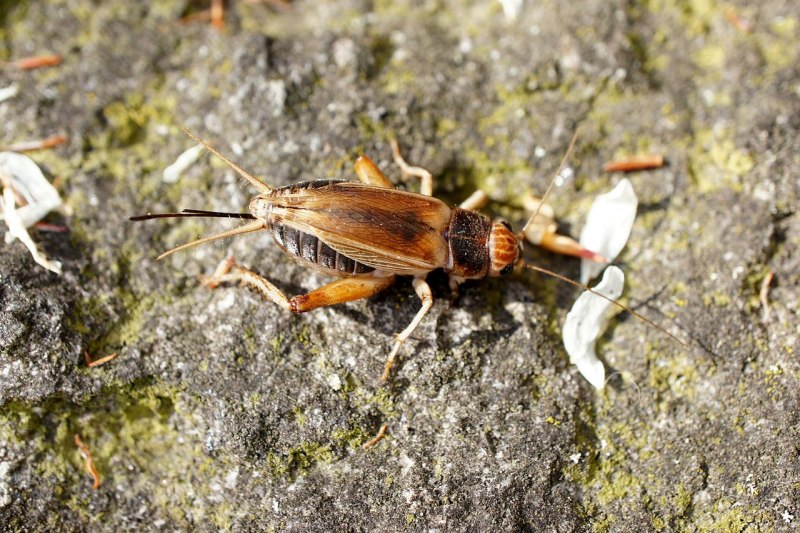 Банановый сверчок (Gryllus assimilis)