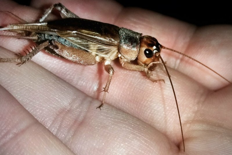 Банановый сверчок (Gryllus assimilis)