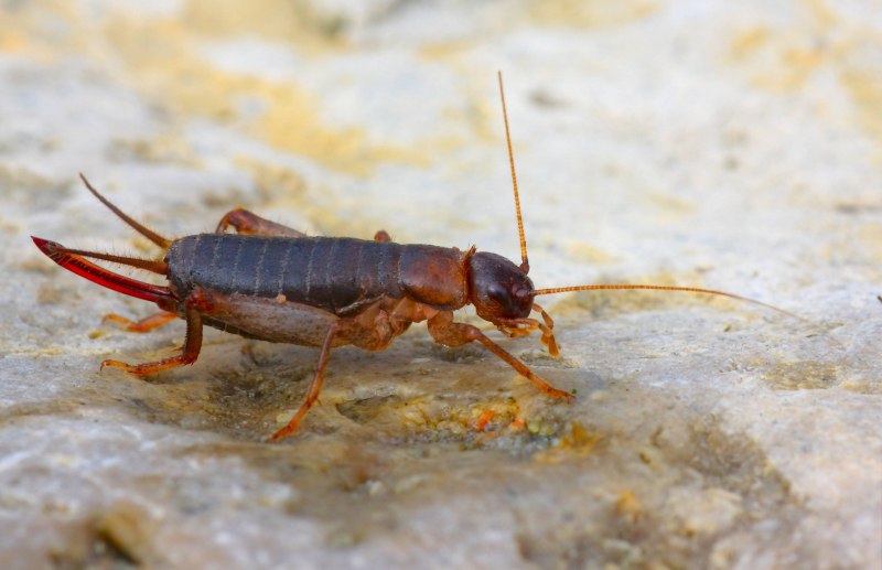 Банановый сверчок (Gryllus assimilis)