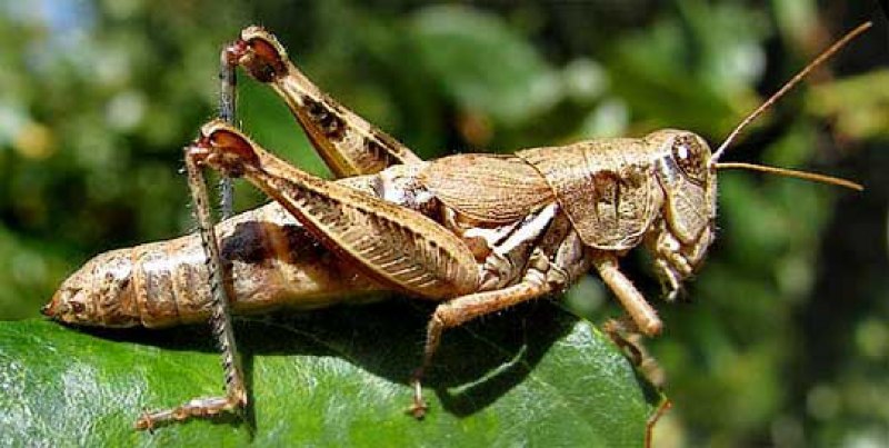 Acheta domesticus домовый сверчок
