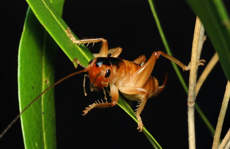 Gryllus desertus