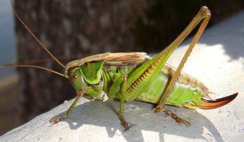 Семейство сверчки — Gryllidae