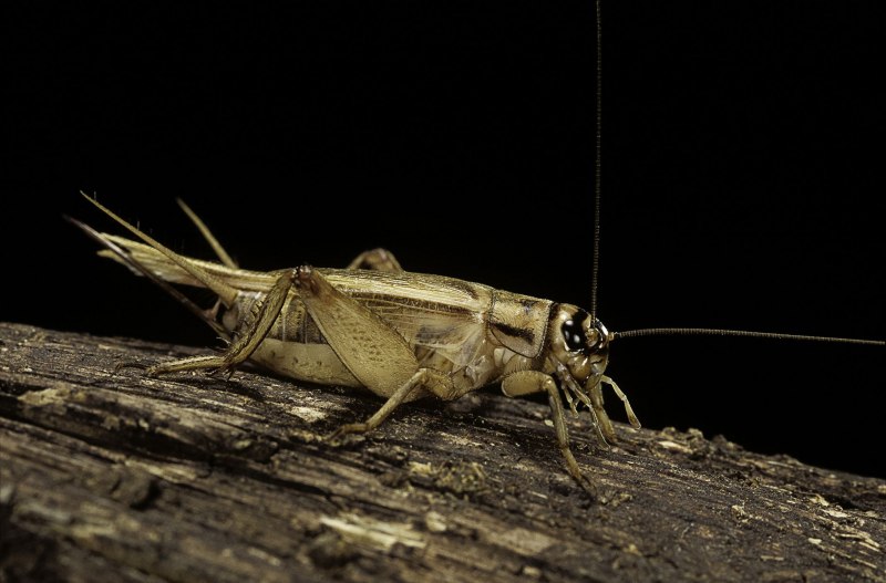 Отряд Прямокрылые Orthoptera
