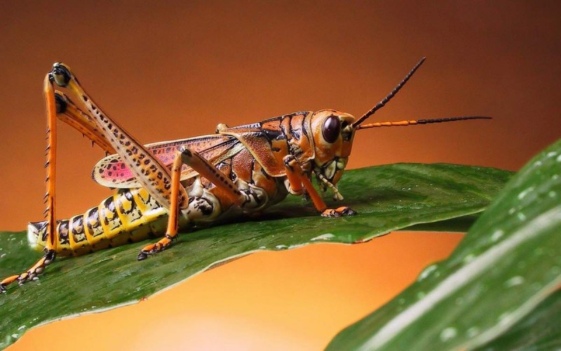 Банановый сверчок (Gryllus assimilis)