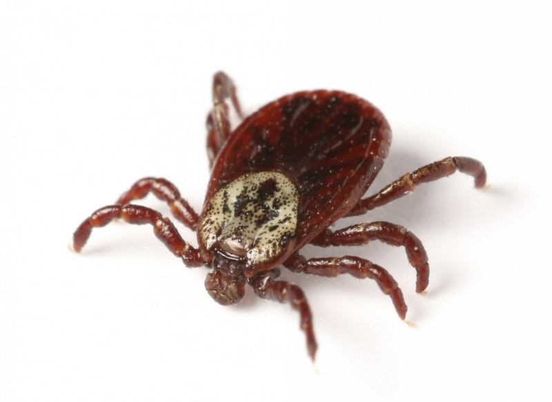 Куриный клещ (Dermanyssus gallinae)