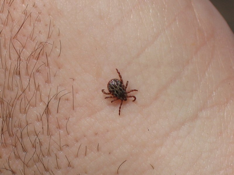 Ixodes scapularis