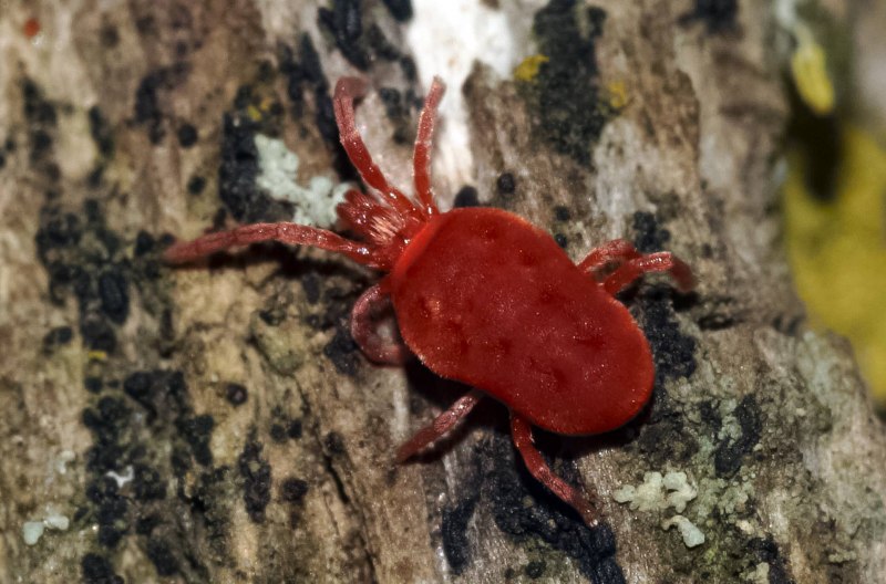 Отряд акариформные клещи (Acariformes)