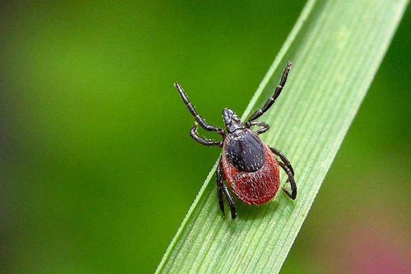 Черноногий клещ (Ixodes scapularis)