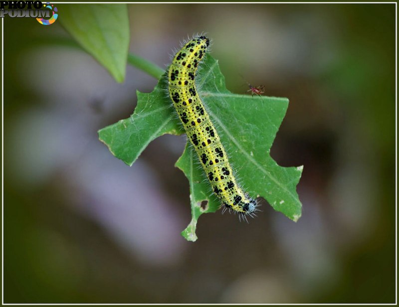 Pieris brassicae гусеница