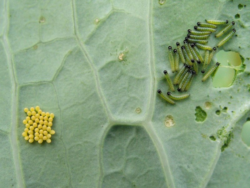 Pieris brassicae гусеница