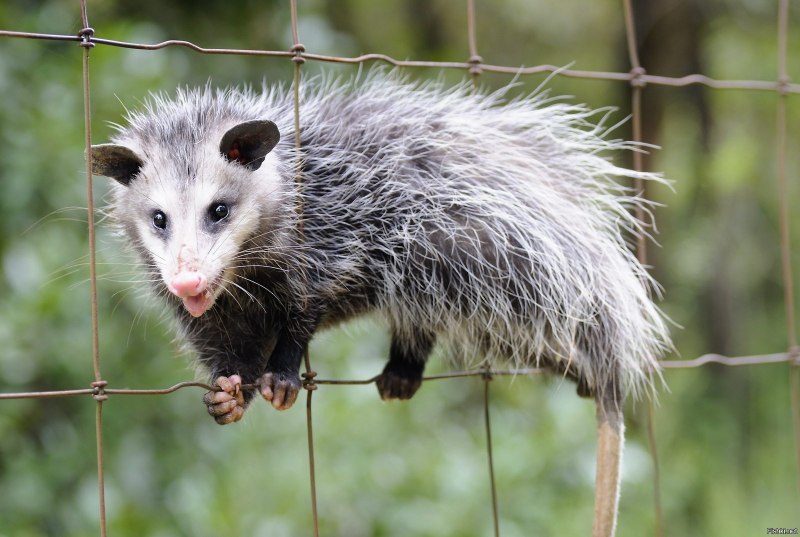 Tree Possum