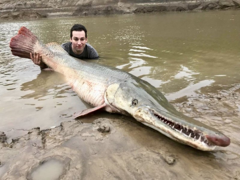 Alligator gar рыба